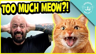 Stop The Constant Meow: 6 Reasons Why Your Cat Over-Vocalizes