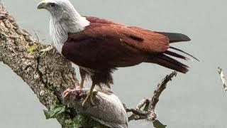 The Brahminy Kite Red Eagle