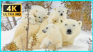Stunning Winter Wildlife in 4K HDR 60FPS - Polar Bears And Foxes 🐺🦊 Relaxing Music, 4K Video