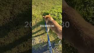 柴犬とお散歩ナウに使っていいよ(2022/09/30)