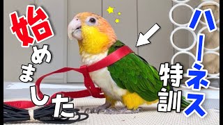 念願のハーネス練習をした初日の様子がこちらです！【シロハラインコ】