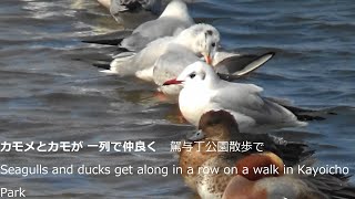 カモメとカモが一列で仲良く　駕与丁公園散歩でSeagulls and ducks get along in a row on a walk in Kayoicho Park