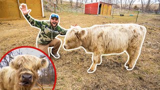 I Bought a RARE MINI COW for My BACKYARD FARM!!! (Expensive)