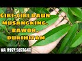 CARA MEMBEDAKAN BIBIT DURIAN JENIS MUSANGKING BAWOR DURIHITAM