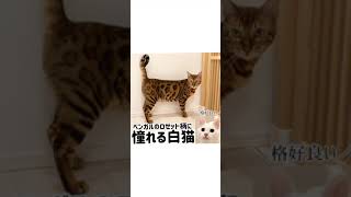 ベンガル猫のロゼット柄に憧れる白猫さん🐱実は◯◯だった⁉️ #shorts