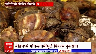 Beed Snail Issue Farmers : बीडमधील शेतकऱ्यांवर संकट, गोगलगायींमुळे मोठ्याप्रमाणात पिकांचं नुकसान