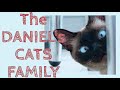 The Daniel's Cats Family Presentation!