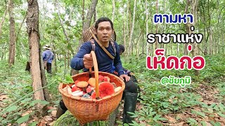 ลุยดงช้างป่า ตามหาเห็ดก่อแดง ราชาแห่งเห็ดก่อ ฉายาเห็ดก่อแดงแกงหวาน ในป่าเขาของชัยภูมิ