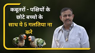 Do not make these mistakes with pigeons and small birds   कबूतर के छोटे बच्चो के साथ ये गलती ना करे