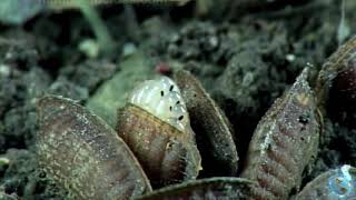 Life Cycle of Cockroach (Pest Control)