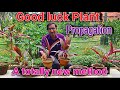 How to multiply Cordyline fruticosa , The Good luck Plant, in an innovative way