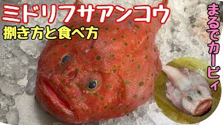 珍魚【ミドリフサアンコウ】が安くて美味い！！誰でも簡単☆「捌き方と食べ方」