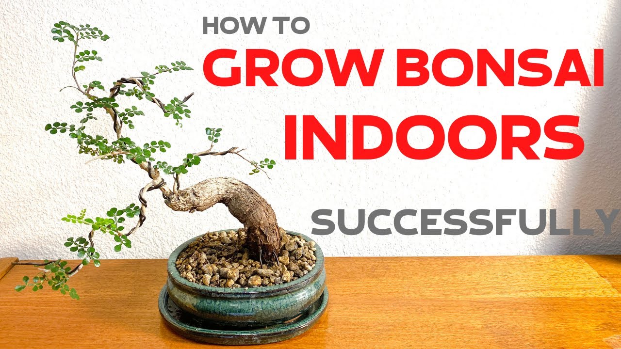 How To Grow Bonsai Trees Indoors Successfully - YouTube