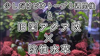 そしてメダカの一週間後 \u0026 小型OF水槽(旧楽アクア改)を陰性水草でレイアウト【ごめんねアカヒレ】