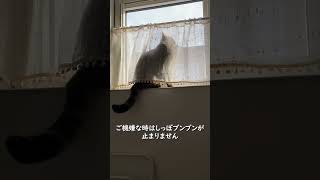 ご機嫌な気分がシッポに表れちゃう猫が可愛い🐾【A cute cat whose tail shows a good mood】