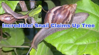 Incredible! a snail climbs up a passion vine tree