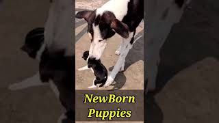 Newborn Puppy one day old | Dog Mom caring her Newborn Puppies #shorts