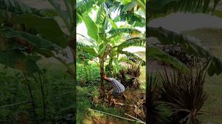 நாம கொடுத்த பச்சை வாழை கன்று தார் போட்டுருக்கு #bananafarming #farmer #agriculture #shortsvideo