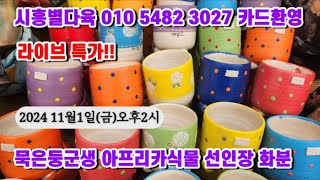 시흥별다육 010 5482 3027 명품화분입고 카드가능 실시간판매  많은성원 부탁드립니다