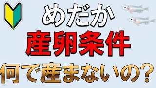 【産卵条件】メダカが卵を産まないときの対策法3つと裏技