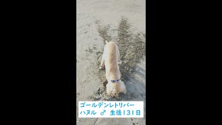 穴掘り　ゴールデンレトリバー　ハヌル🐶 #Shorts