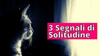 Gatto in Appartamento Soffre Solitudine? Ecco 3 SEGNALI