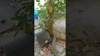 ផ្លែខ្នុរធំៗល្អណាស់❤️😅 video recording #video #review