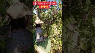 အညာသမဲပွင့်#food #budalin #cooking #pantaing