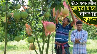 উচ্চ ফলনশীল থাইল্যান্ডের জাম্বুরা চাষের বাম্পার ফলন।Grapefruit cultivation