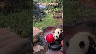 #大熊猫 #大熊猫舜舜 #panda 舜岛主听话冲了一下