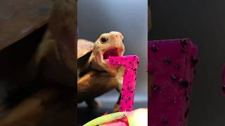 ASMR Dragon Fruit Mukbang 🐢 Turtle Tortoise