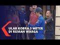 Waduh! Petugas Damkar Kabupaten Lebak Tangkap Ular Kobra 3 Meter di Rumah Warga