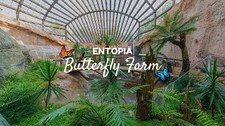 Entopia By Penang Butterfly Farm (檳城虫鸣大地)