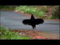 藍腹鷴 振翅 swinhoe s blue pheasant fluttering the wings