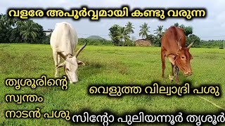 വളരേ അപൂർവ്വമായി കാണുന്ന വെളുത്ത വില്വാദ്രി പശു | സിന്റോ പുലിയന്നൂർ | തൃശൂർ