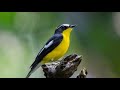 Suara Merdu Burung Sikatan Emas | The melodious sound of the golden brush bird | 0127