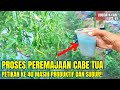 CARA PEREMAJAAN CABE TUA AGAR TETAP BERBUAH LEBAT🌿🌶