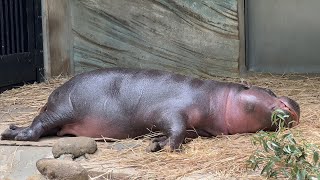 みんなお昼寝の時間【2023年4月19日】【上野動物園】コビトカバ