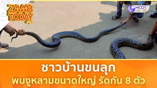 ชาวบ้านขนลุก พบงูหลามขนาดใหญ่ รัดกัน 8 ตัว (10 ก.พ. 68) | แซ่บทูเดย์