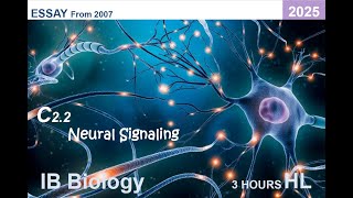 IB Bio 2025 C2.2 Neural Signaling HL Essay #ib #ibbiology #biology #neuroscience #essay