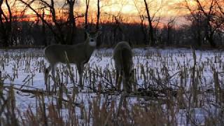 Late Season North Dakota Whitetail Hunt| Swhacker