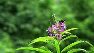 北邦野草園2018