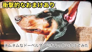 すごい眠たそうなドーベルマンにちょっかいをかけてみた！衝撃的なおまけ有り《大型犬》《doberman》