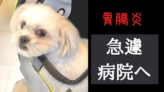 愛犬が胃腸炎で下痢したので急遽病院にいってきました。【マルチーズ×ペキニーズ】