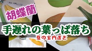 胡蝶蘭ー夏の危険な黄色い葉っぱ落ち。手遅れのミディ胡蝶蘭たち