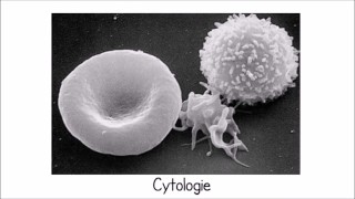 Chapitre 2 : méthodes d'étude de la cellule (1ere partie) - Cytologie