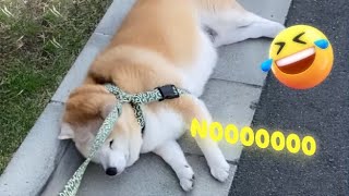 What it's like to walk a Shibe