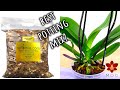 What Orchid Potting Mix is best for you? - Easy guide for beginners! | Orchid Care for Beginners