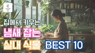 집에서 쉽게 키울수 있는 강력한 냄새 잡는 실내 식물 BEST 10