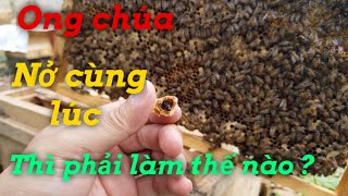 Ong chúa nở đồng loạt cùng thời điểm thì xử lý như thế nào là tốt nhất?
